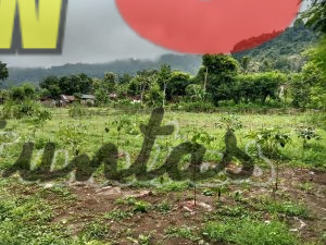 Petani Muda di Tambak Ukir Inovasi Penanaman Kopi Arabika