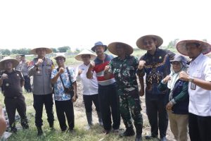 Dukung Ketahanan Pangan, Polres Situbondo Tanami 2 Hektar Lahan dengan Jagung Pertiwi 3