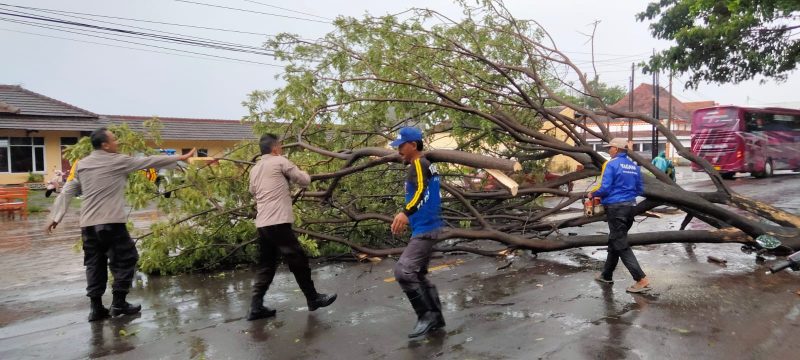 Respon Cepat Evakuasi Pohon Tumbang Akibat Hujan Deras, Jalan Pantura Suboh Kembali Lancar